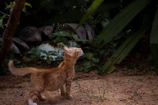 Orange Tabby Cat on Brown Soil