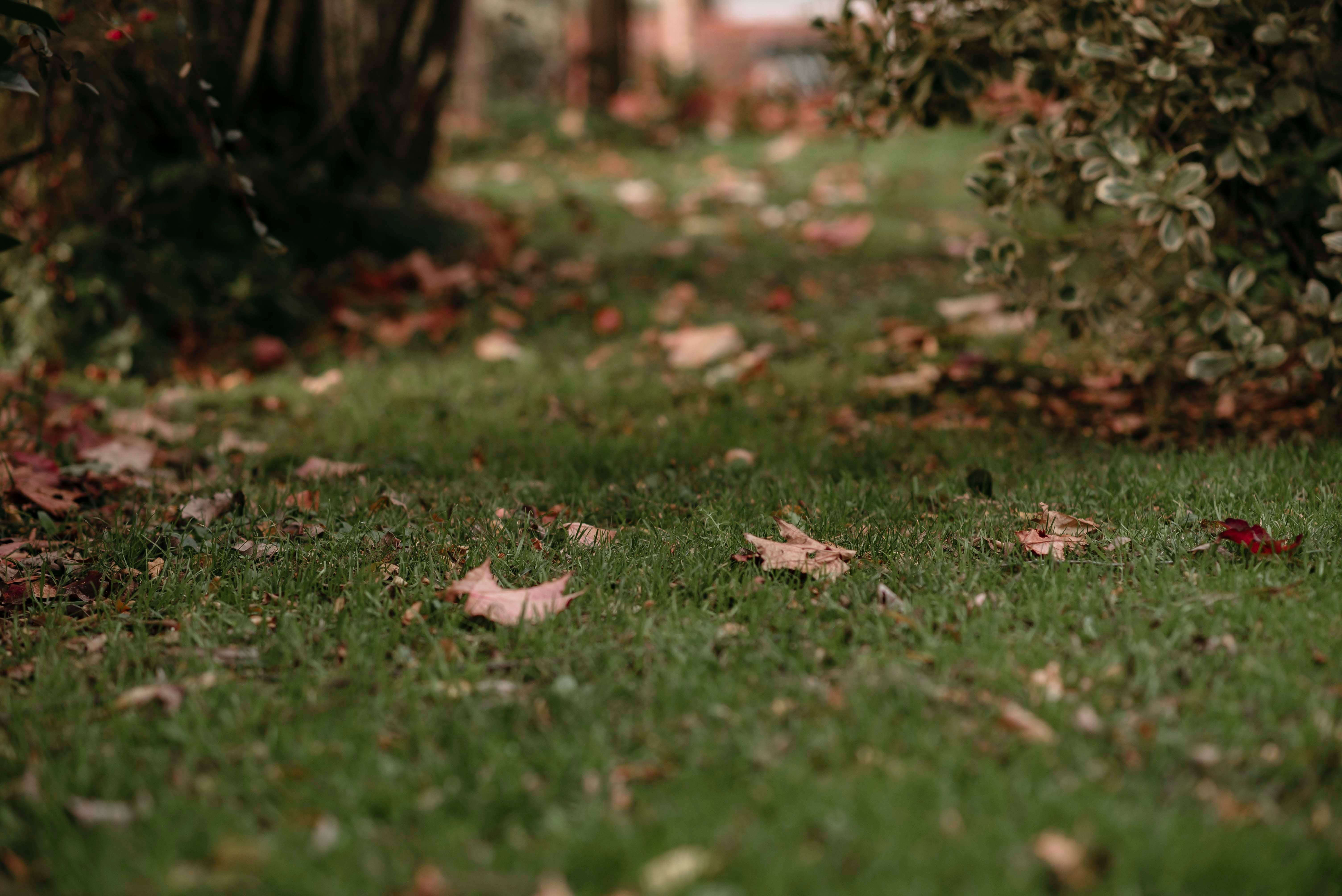 gardening leave — Photo by Natalia Olivera on Pexels
