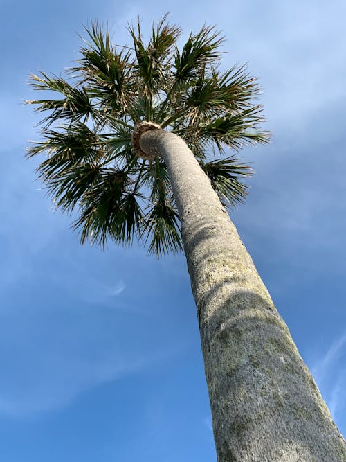 Бесплатное стоковое фото с высокий, голубое небо, кокосовая пальма