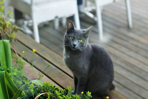 Free stock photo of animal, cat, gray cat