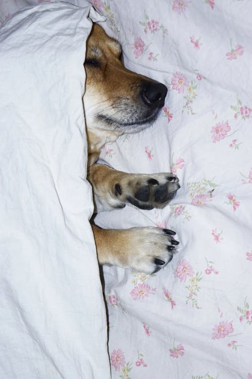 Dog Covered In Blanket