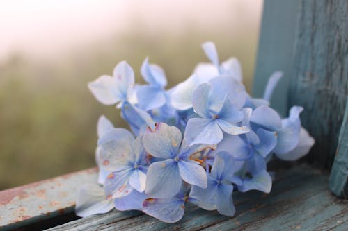 Blue Flower of Hydrangea 