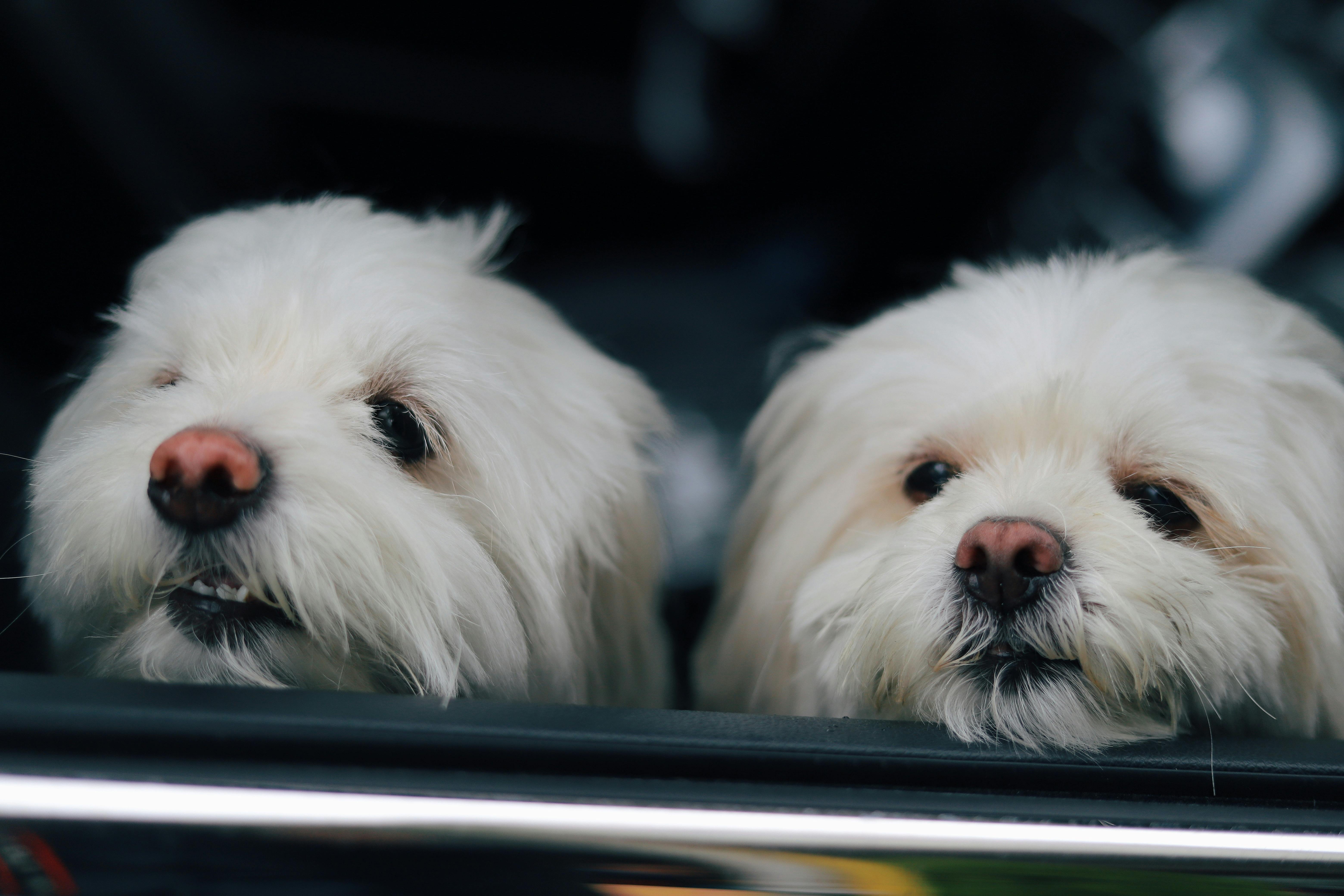 Close up of Dogs