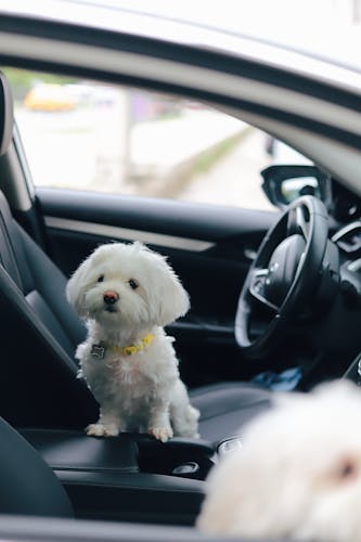 Protect Your Car Seats with Waterproof Covers for Your Pets