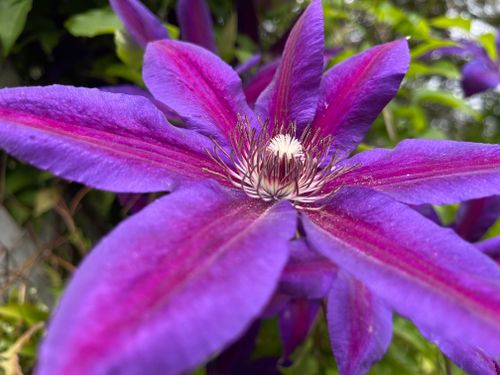 Free Close-up of a stunning purple clematis flower with vivid petals and intricate stamens. Stock Photo