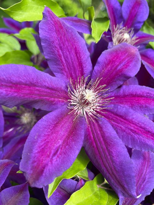 Free Close-up of a blooming purple Clematis flower with vivid colors and intricate petals. Stock Photo