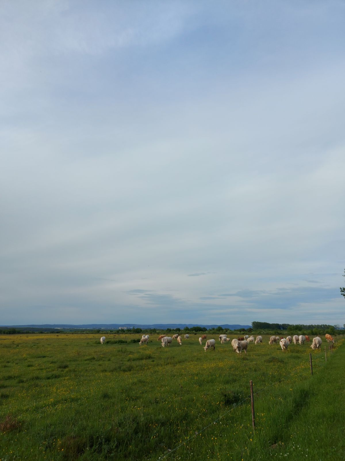 Cattle grazing on open pasture in a rural agricultural setting
