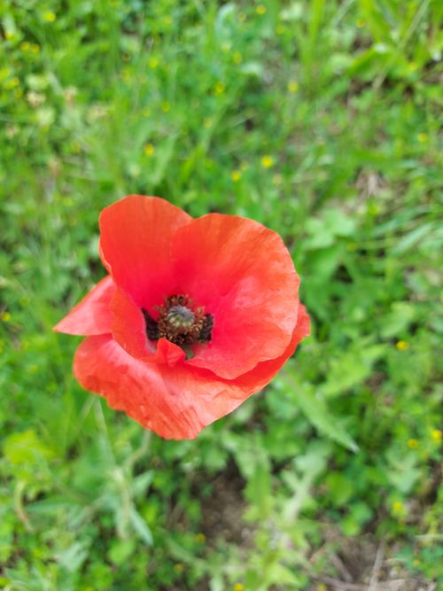 Free A close-up of a vibrant red poppy flower blooming in a lush green meadow. Stock Photo