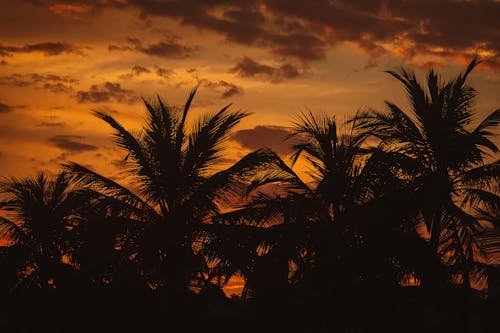 剪影, 日落, 棕櫚樹 的 免费素材图片