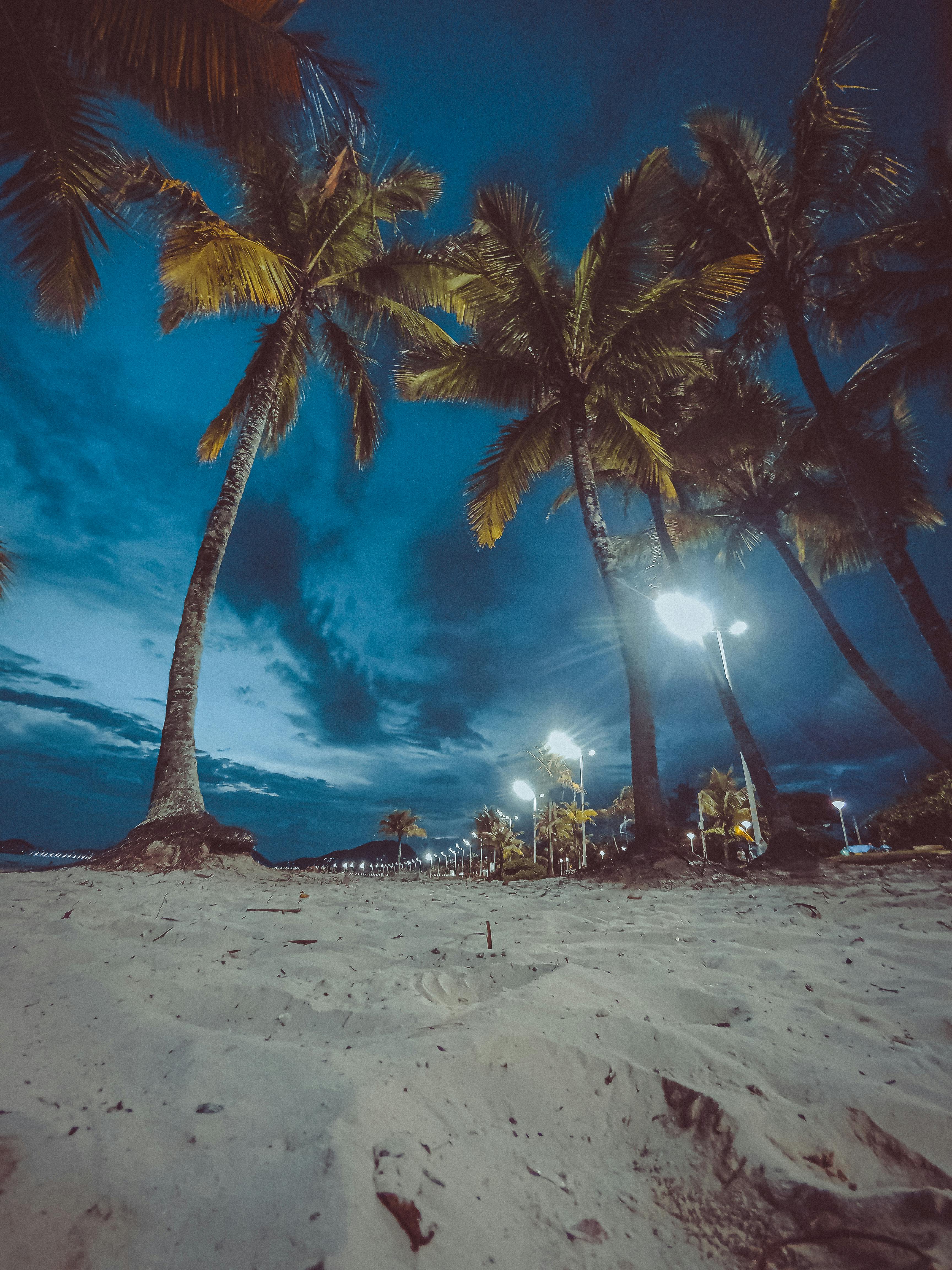 beach palm trees tumblr