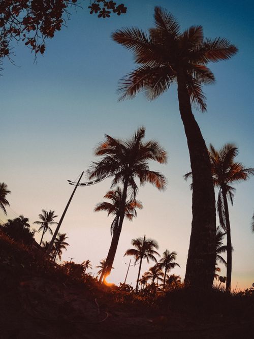 Free A breathtaking sunset behind silhouetted palm trees in a tropical location creates a serene atmosphere. Stock Photo