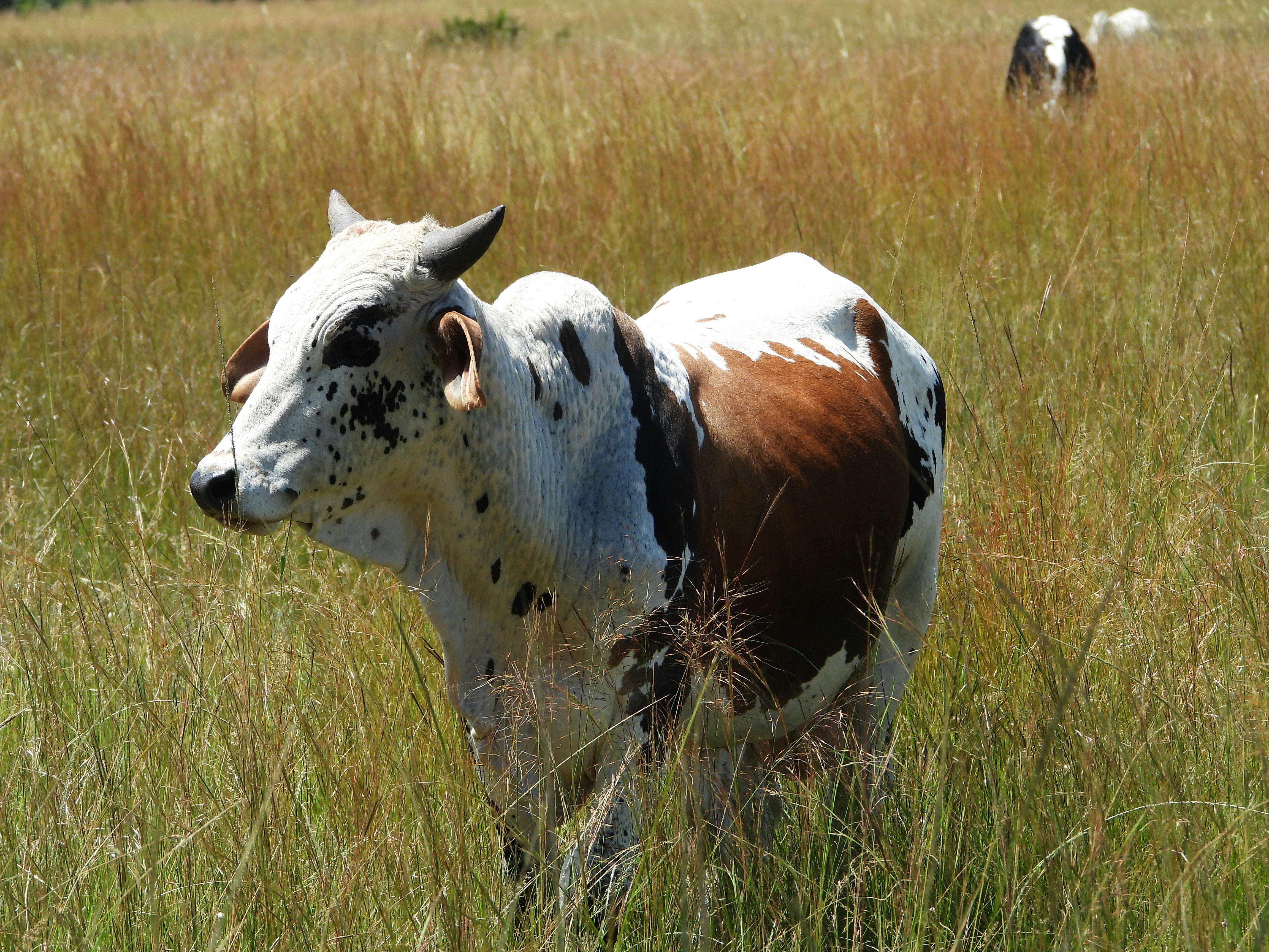 grátis Foto profissional grátis de África, agricultura, animais selvagens Foto profissional