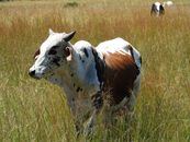 White and Brown Cow on Green Grass Field