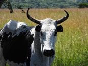 White and Black Cow on Green Grass Field