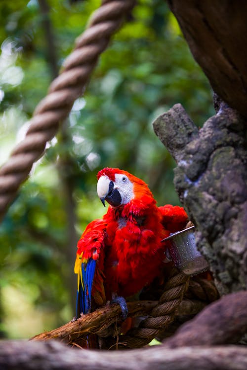 Základová fotografie zdarma na téma detail, fotografování zvířat, papoušek ara