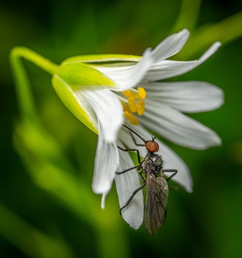 Fotobanka s bezplatnými fotkami na tému chrobák, hmyz, kvet