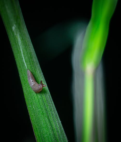 Free Insect on a Green Leaf Stock Photo
