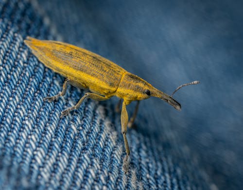 Gratis lagerfoto af entomologi, hvirvelløse, insekt