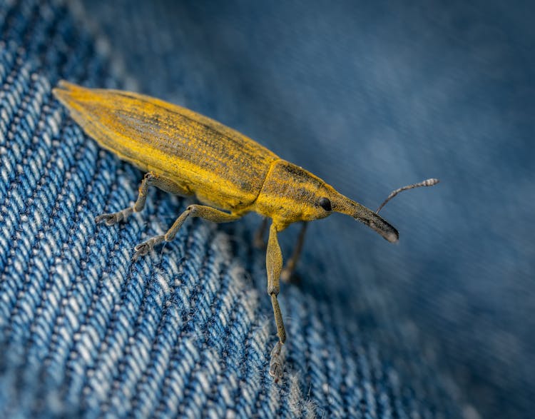 Grain Weevil Sitting On Jean Fabric