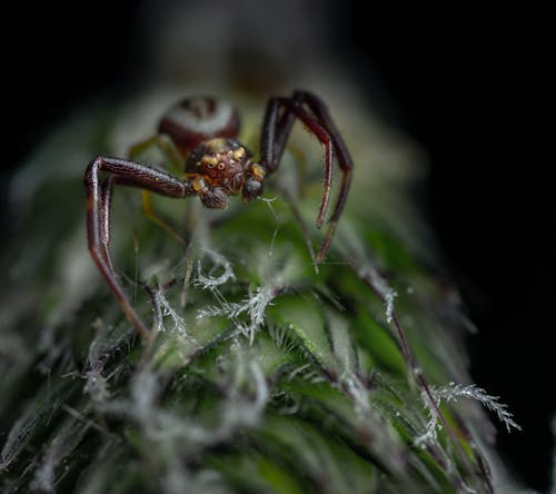 Free Macro Shot of a Scary Spider Stock Photo
