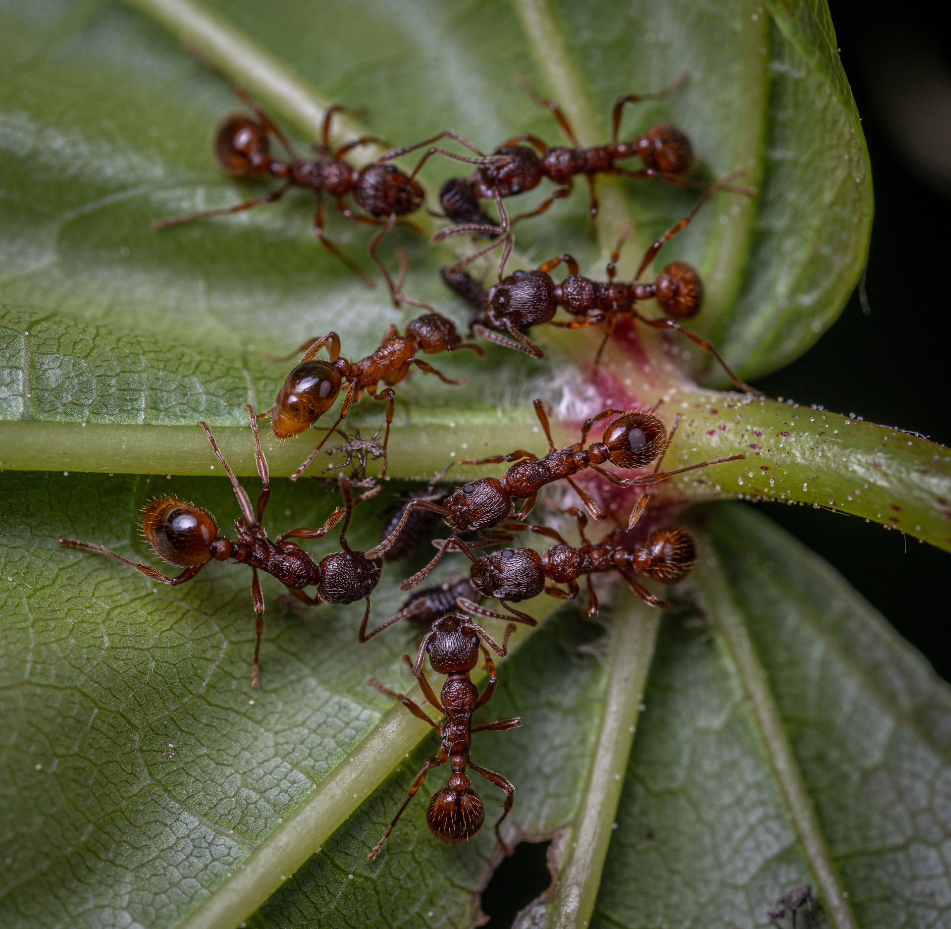 Red Ants on Green Leaf