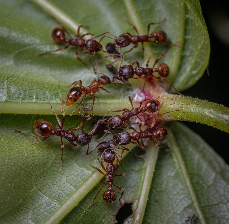 Red Ants On Green Leaf