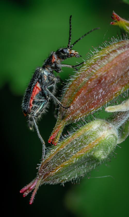 Free Close-up of an Insect on Plants Stock Photo