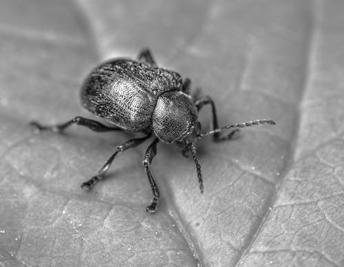 Close-up of a Beetle 
