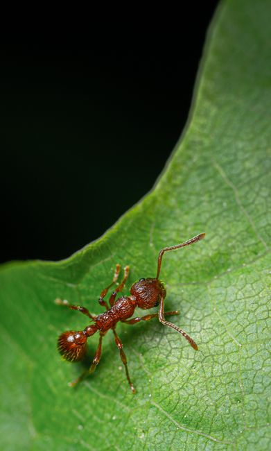 Fotomural Macro detallado de una hormiga roja en una hoja verde, mostrando texturas intrincadas y colores vibrantes.