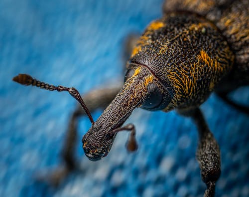 Foto d'estoc gratuïta de animal, antena, beetle