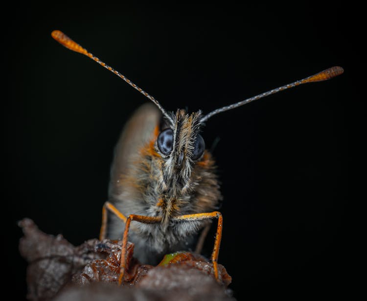 Extreme Close-up Of Melitaea Butterfly