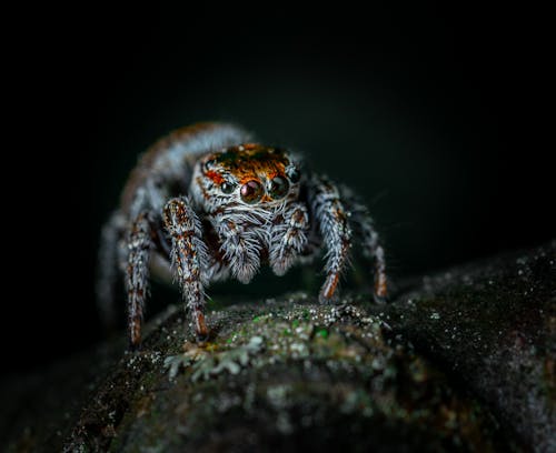 Gratis lagerfoto af edderkop, hvirvelløse, insekt Lagerfoto
