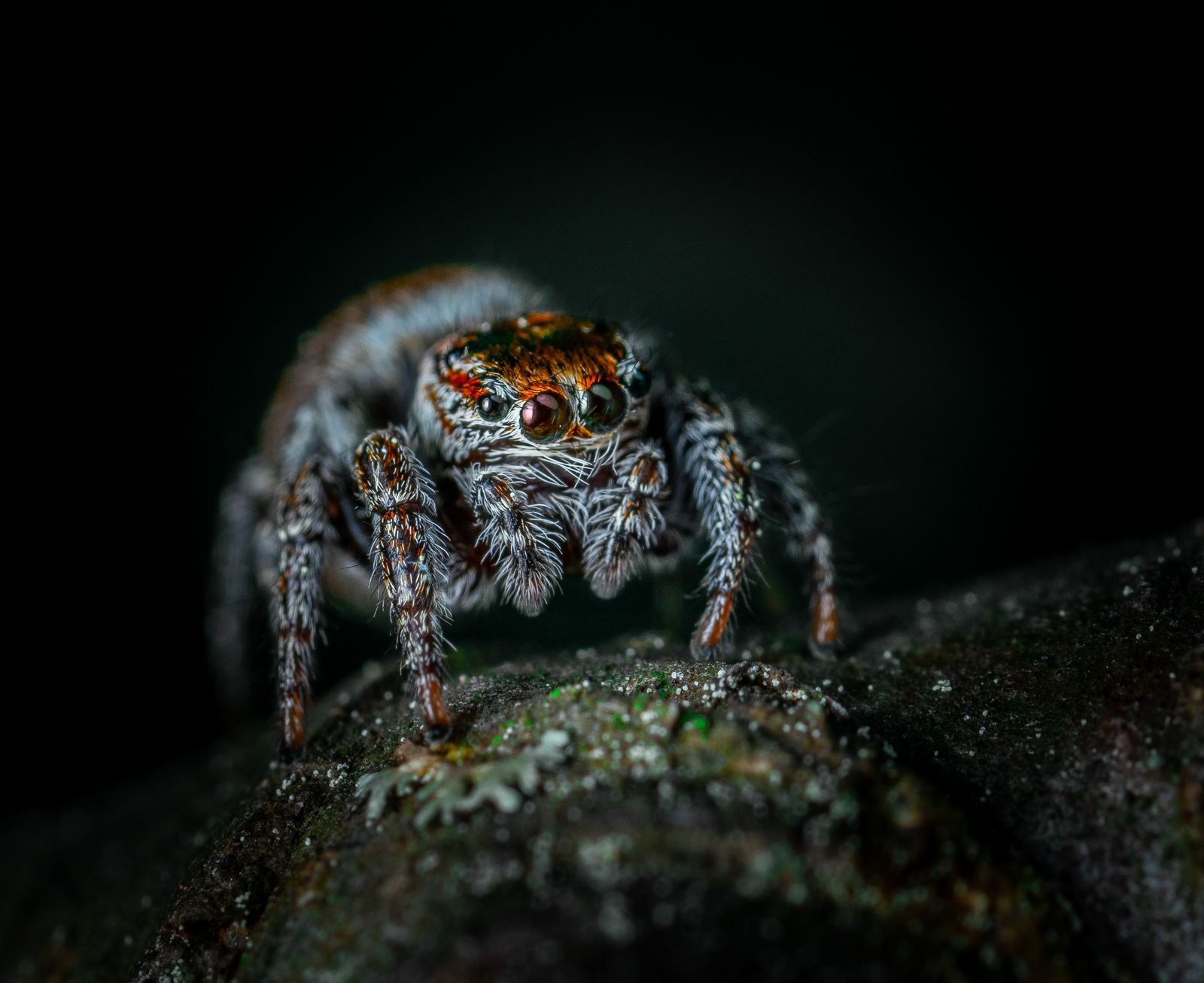 Close-up macro photograph of a spider, one of the common household pests treated by Wheeling Pest Control