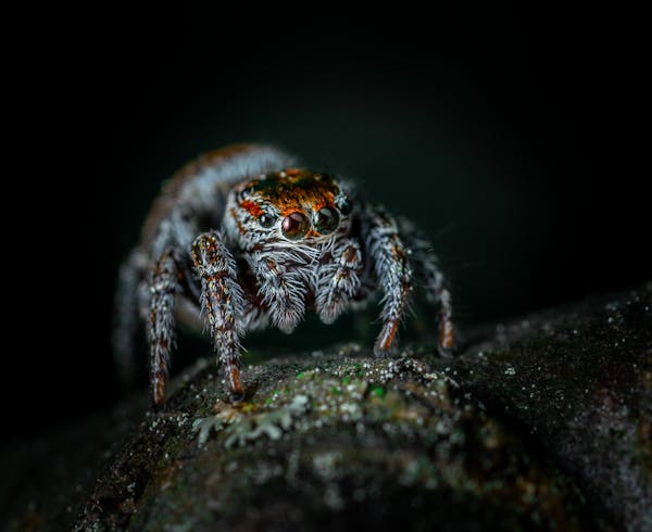 Macro photo of a spider