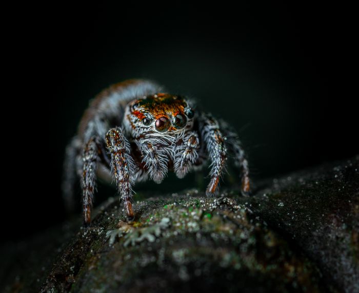 Macro photograph of a spider, addressed by spider treatment services