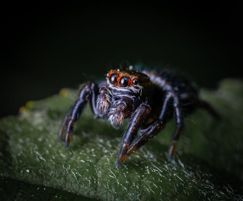 Free Black Jumping Spider on Green Leaf in Close Up Photography Stock Photo