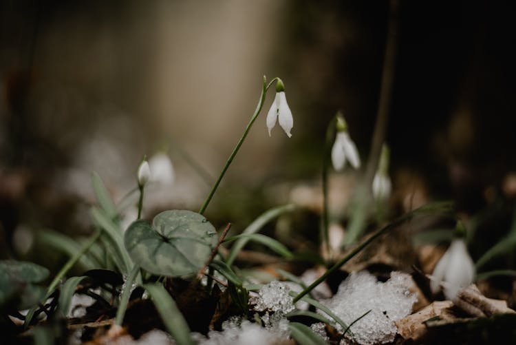 Close Up Of Snowdrops