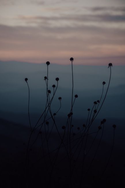 Silhouette of wild plants at dusk with a serene sunset in the background.