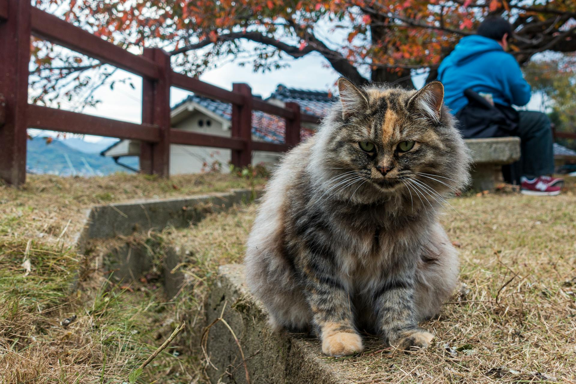 Photo of a Tricolor Cat