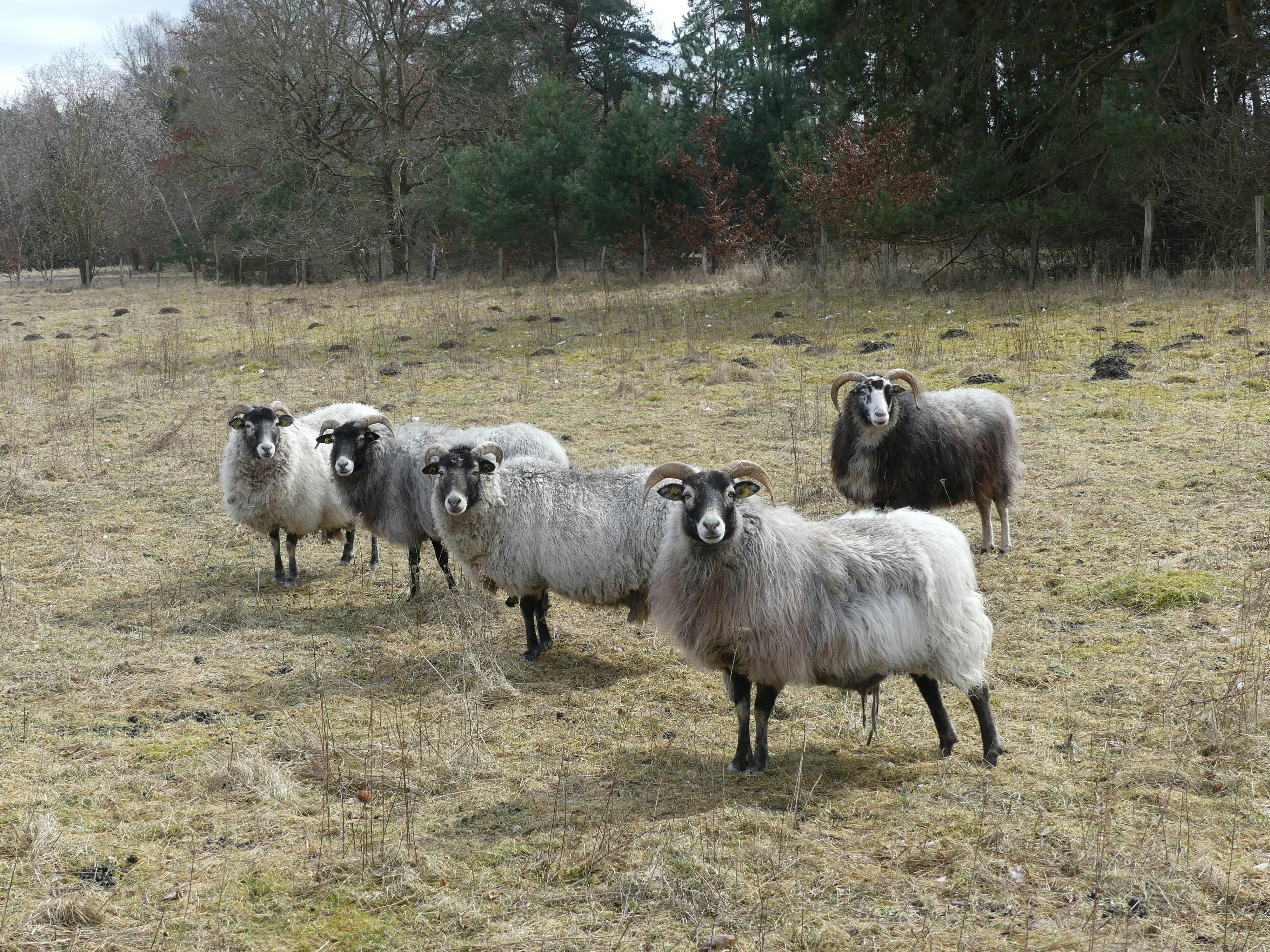 Hình nền  thiên nhiên Dê Cừu Đồng cỏ con dê đồng cỏ Động vật Động  vật có vú những con cừu Động vật có xương sống chăn thả gia súc  1494x1000 