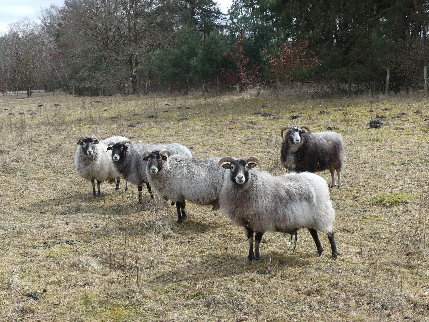 Veluwe bölgesinde otlayan koyun sürüsü