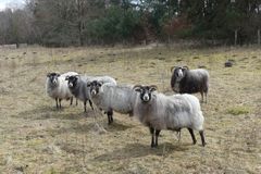 Flock of sheep standing and grazing in an open, grassy field surrounded by trees.