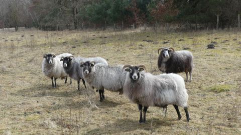 Flock of sheep standing and grazing in an open, grassy field surrounded by trees.