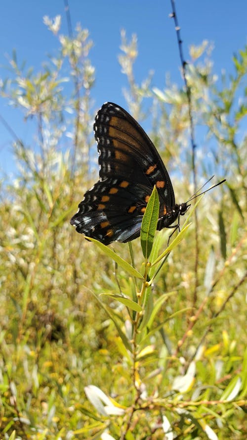 Black Butterfly Perched on a Green Plant