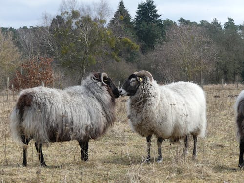 White Sheep on Grassfield