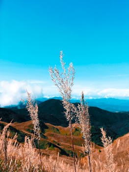在菲律宾卡加延山谷的清澈蓝天下，草地和山脉生机勃勃