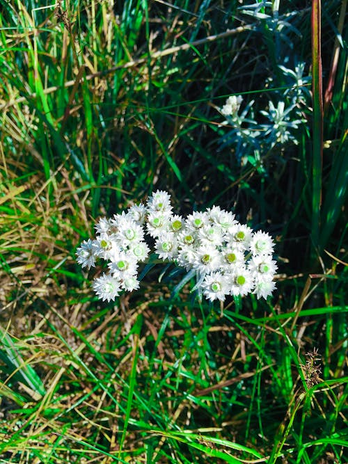 Foto stok gratis bunga-bunga indah, tanah rumput