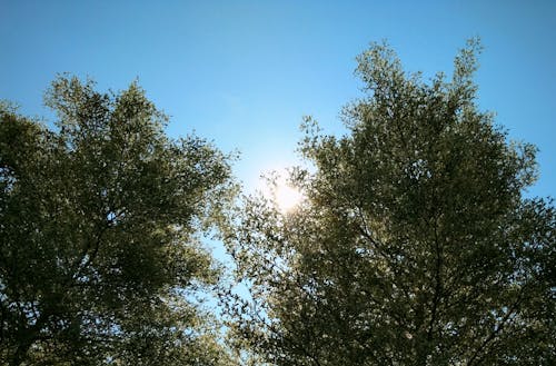 Бесплатное стоковое фото с солнце между деревьями