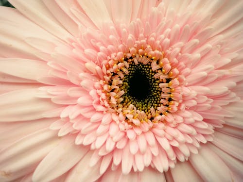 Bunga Pink Gerbera Dalam Fotografi Closeup