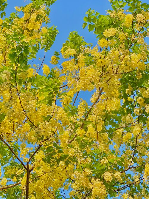 Free Beautiful yellow Cassia flowers bloom vibrantly against a clear blue sky. Nature's vivid display in full spring. Stock Photo